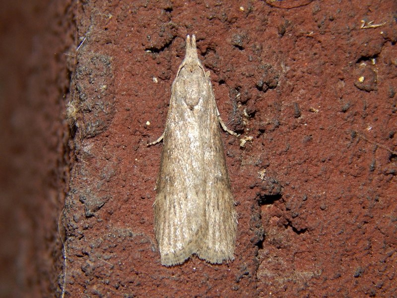 Lamoria anella?